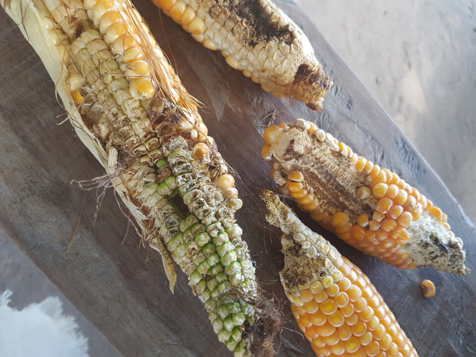 Ears of maize ravaged by stalk borer.