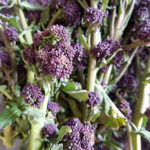 Purple broccoli.