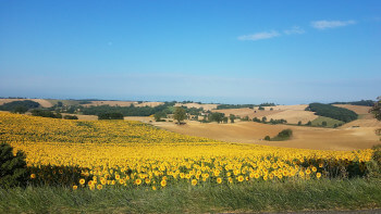 A field of sunflowers in the Tarn.