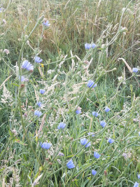 Wild flowers in the Tarn.